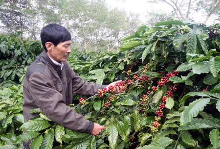 Nông dân điêu đứng vì vay lãi suất cao đầu tư vườn cà phê ảnh 1